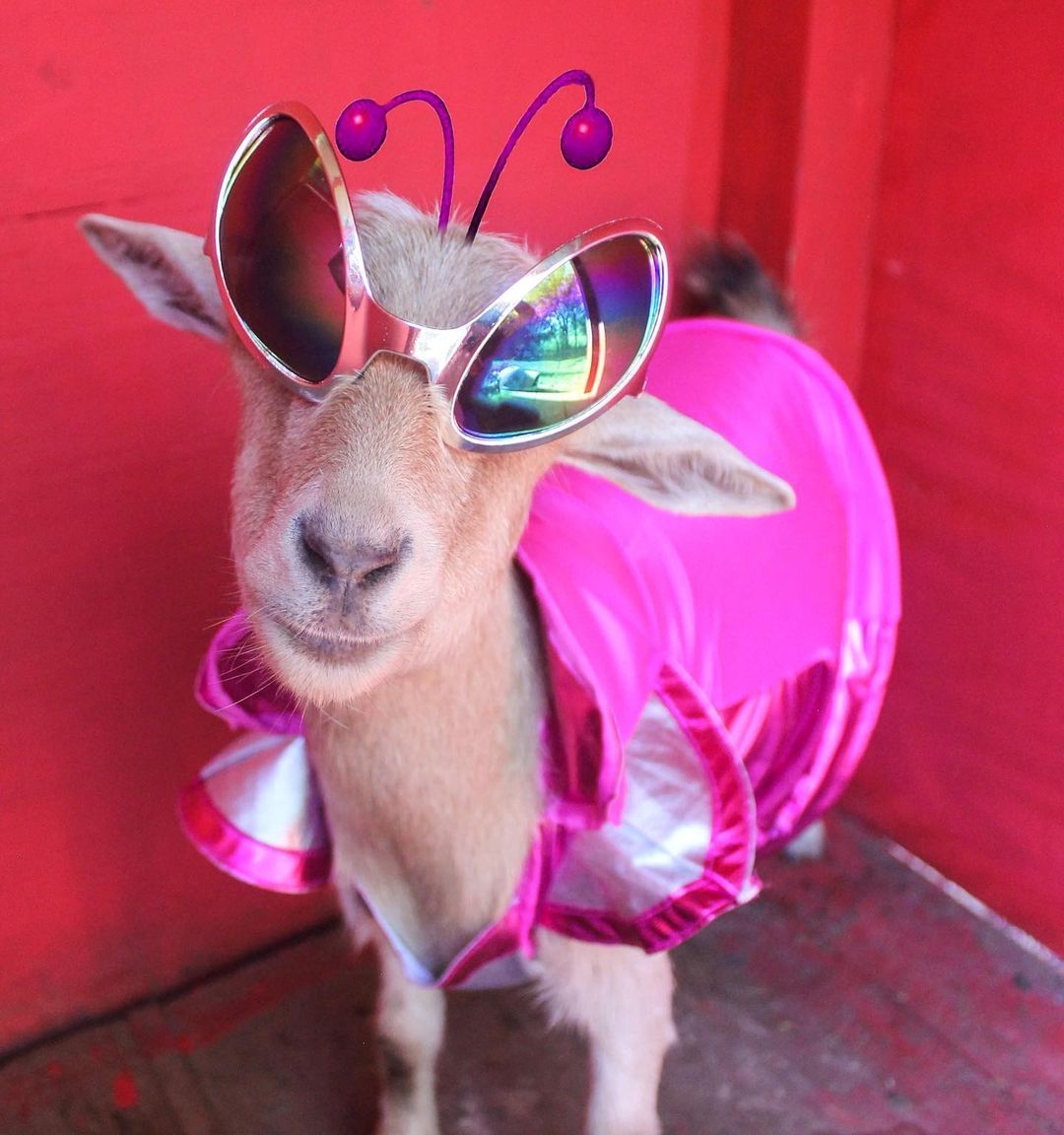 CHILL GOAT - The most stylish goat